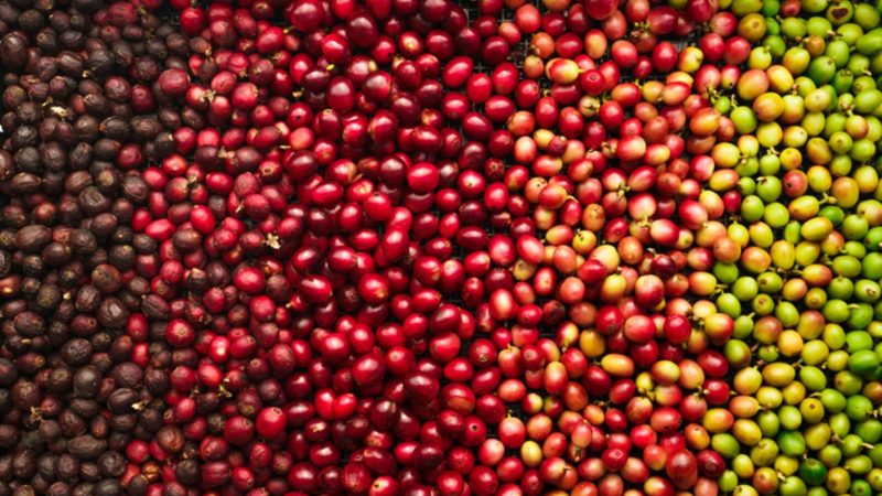 Giro Brasil: preços do café robusta ultrapassa os do café arábica