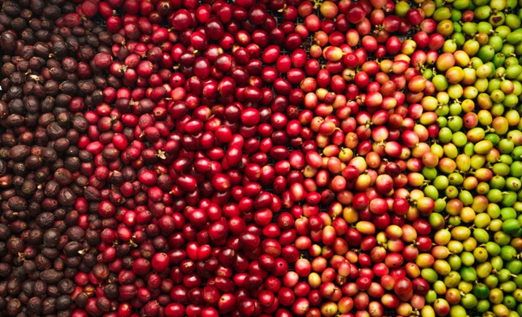 Giro Brasil: preços do café robusta ultrapassa os do café arábica