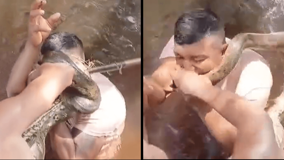Homem morde cobra para não ser atacado no Pará