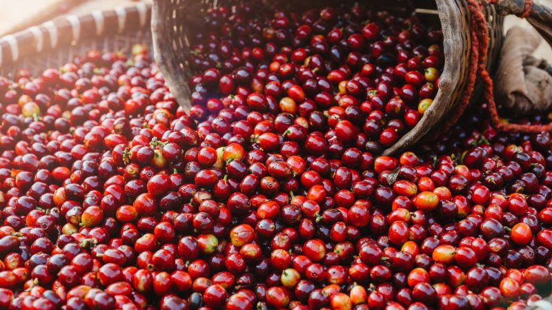 Inserção de abelhas em cafezais pode aumentar receita do arábica em R$ 22 bi