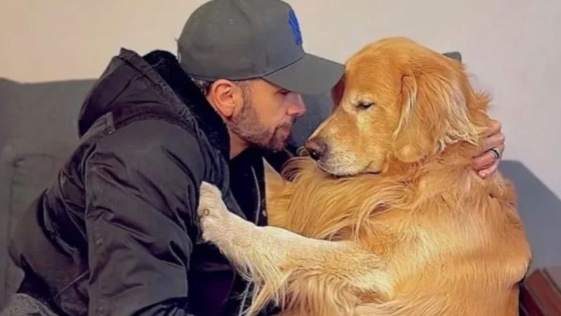 Lei Joca: Governo lança novas regras para transporte de pets em aviões