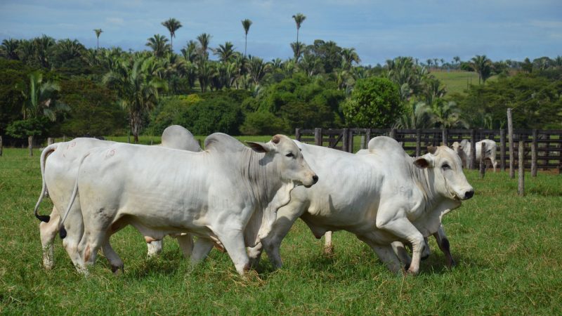 Preço do boi gordo sobe 9% na primeira quinzena de outubro