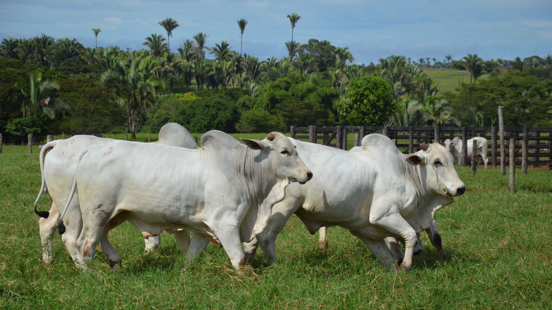 Preço do boi gordo sobe 9% na primeira quinzena de outubro