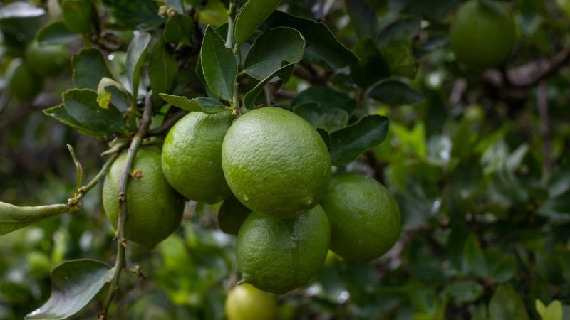 Preços da laranja e limão azedam o orçamento do consumidor brasileiro; assista à reportagem