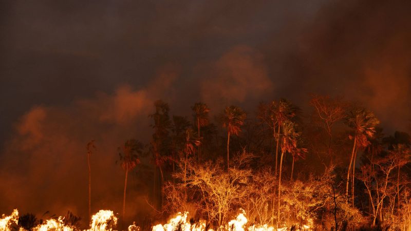 Projeto quer usar IA para identificar fogo por meio do som – 21/10/2024 – Ambiente