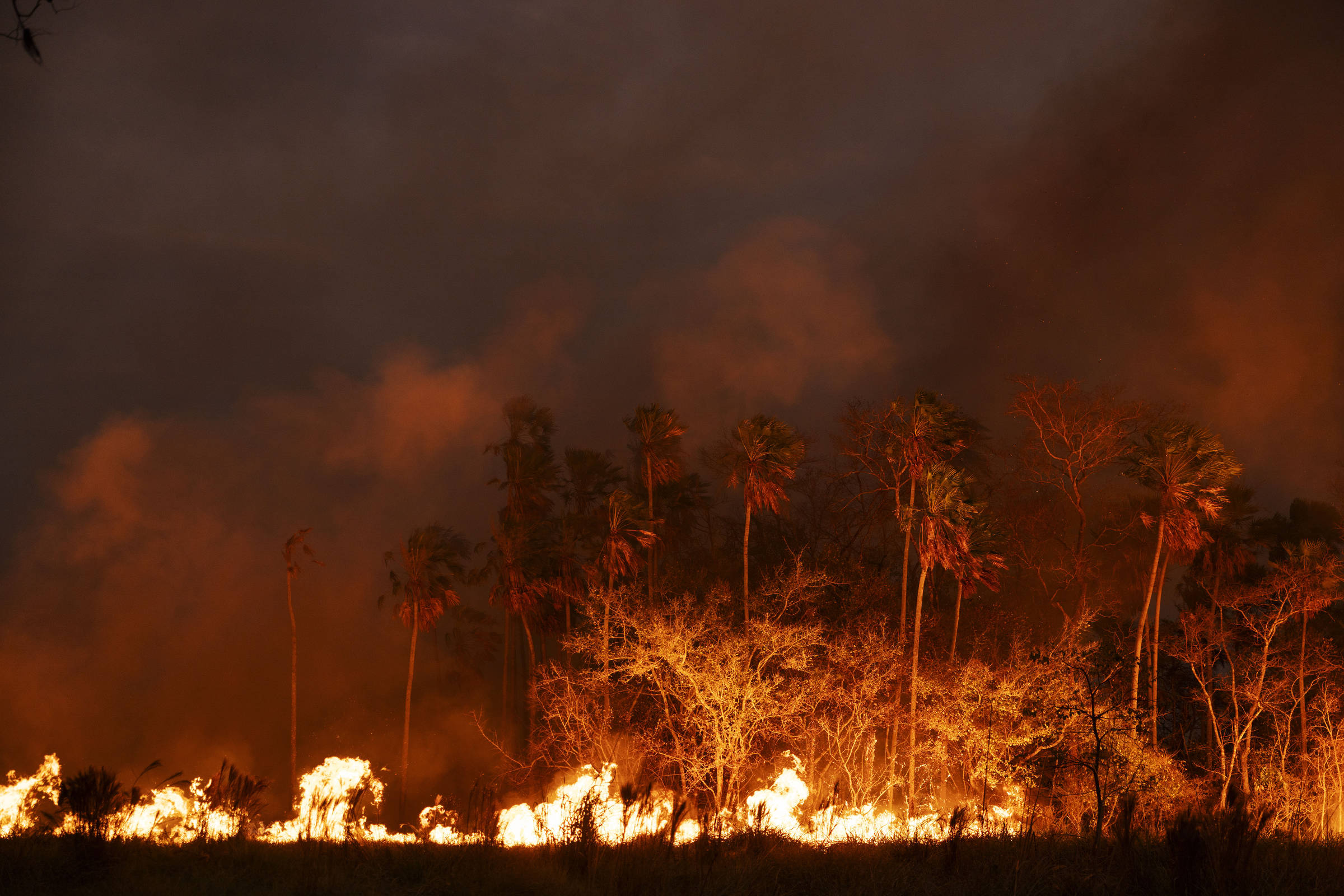 Projeto quer usar IA para identificar fogo por meio do som – 21/10/2024 – Ambiente