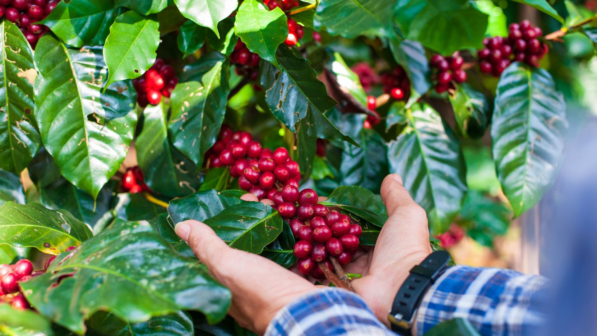 Recentes chuvas trazem alívio a produtores de café
