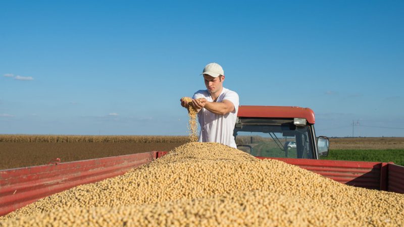 Safra de soja nos Estados Unidos pode atingir recorde de produção
