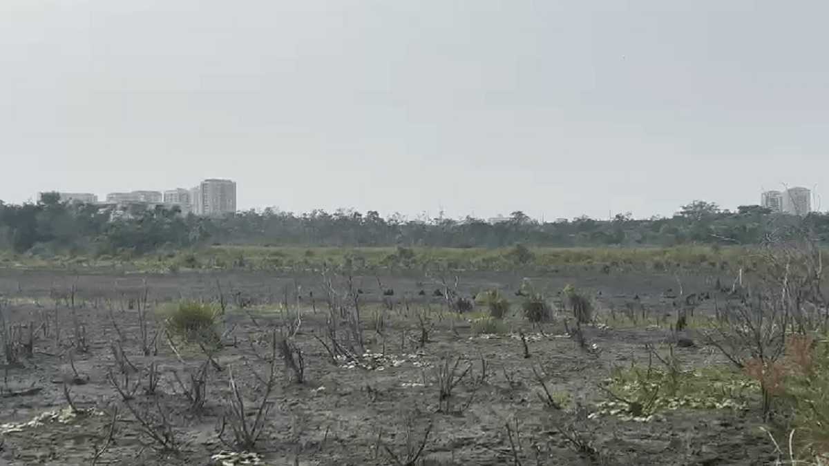 Uma trilha do Bosque da Barra foi interditada após o aparecimento de jacarés