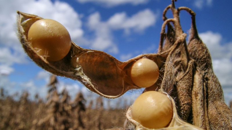 China reduz importações de soja e impacta mercados brasileiro e americano