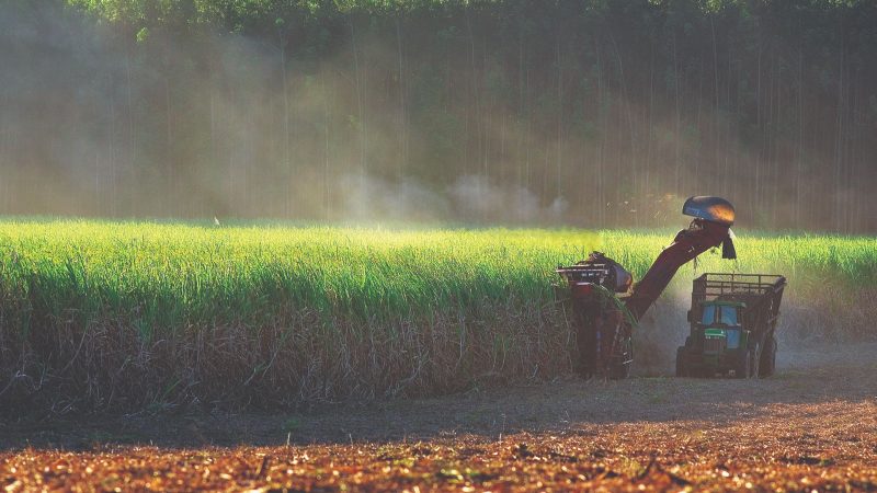 Chuvas atrapalham colheita e moagem de cana cai mais de 21%