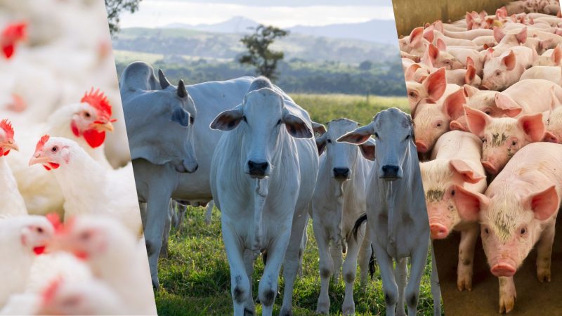 Cresce o abate de bovinos, suínos e frangos no Brasil