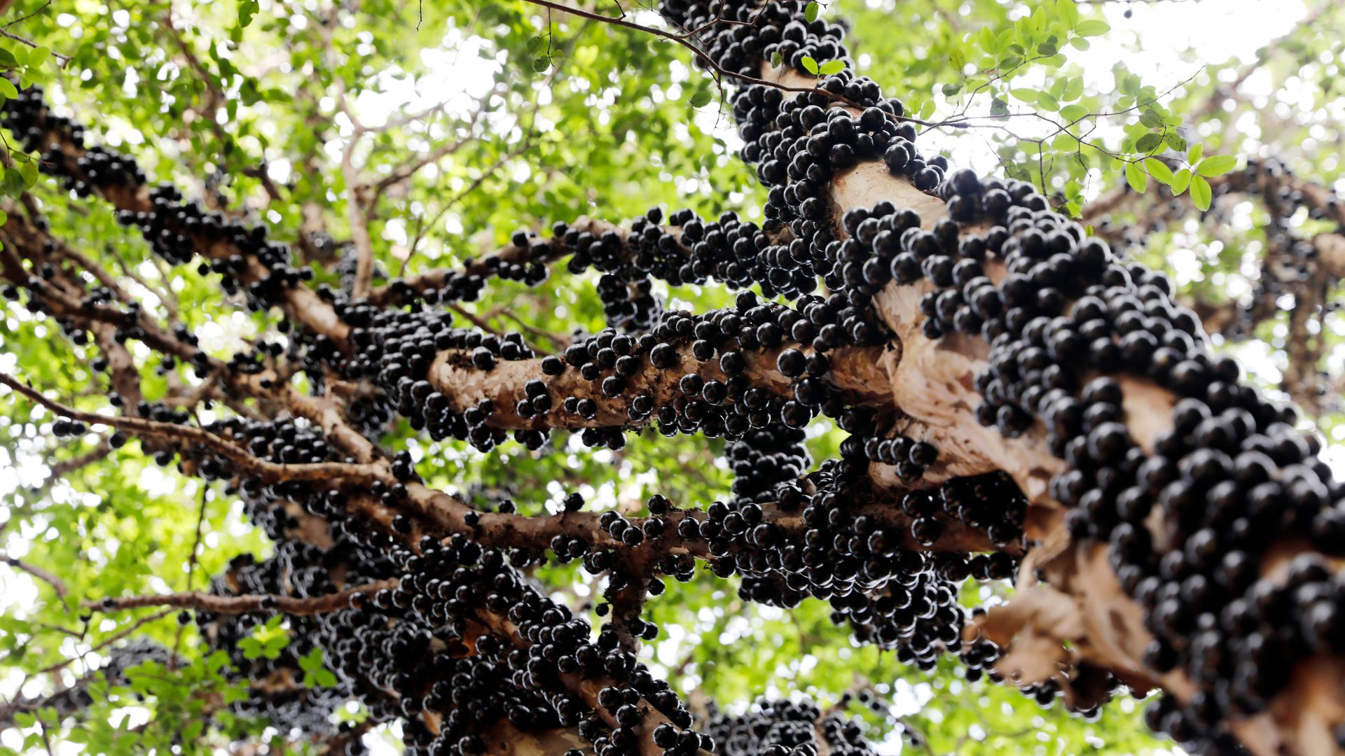Farinha de casca de jabuticaba melhora características nutricionais do pão, aponta estudo