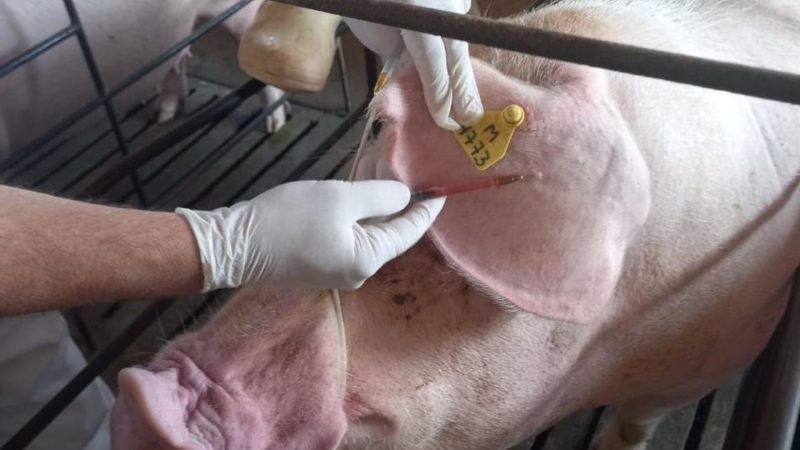 Goiás possui 19 granjas que fornecem reprodutores suínos certificados para todo o Brasil