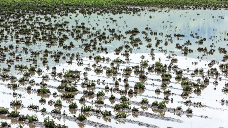 Governo acena com nova medida provisória para socorro a agricultores gaúchos