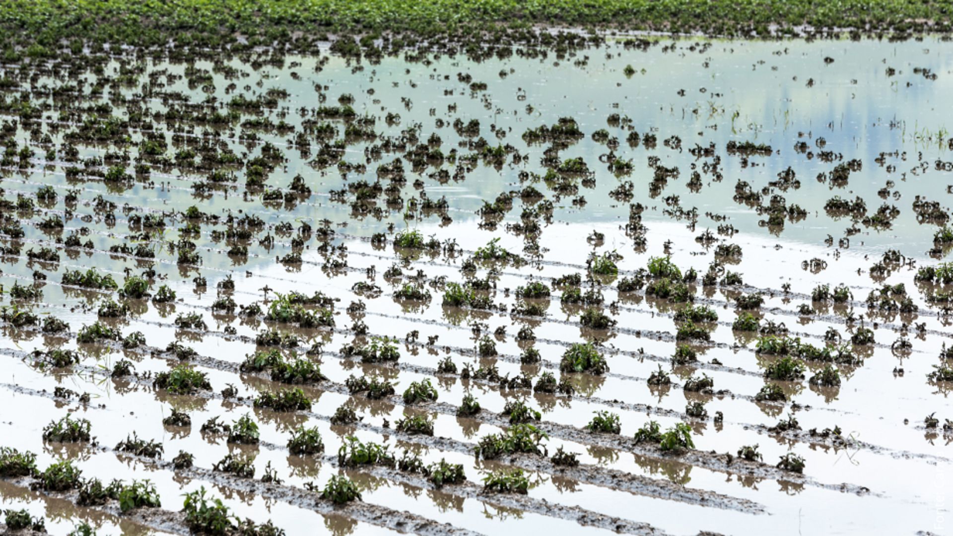 Governo acena com nova medida provisória para socorro a agricultores gaúchos