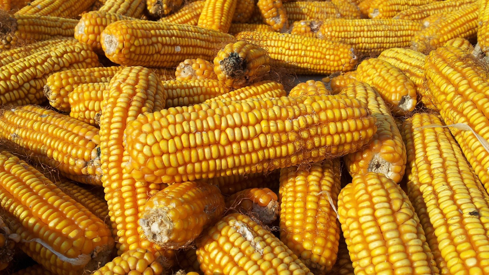 Preço do milho em outubro atingiu maior patamar desde abril de 2023