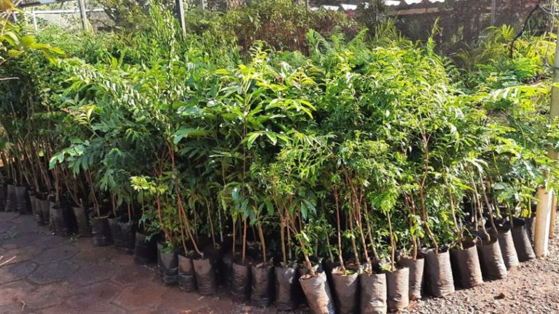 Quase mil mudas são doadas à população pela Prefeitura – Jornal Aqui Paulínia