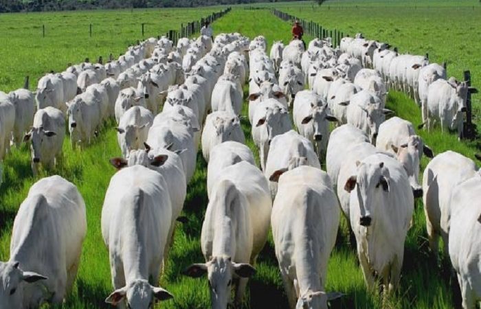 Rebanho brasileiro deve ficar em 234,67 milhões de animais em 2025