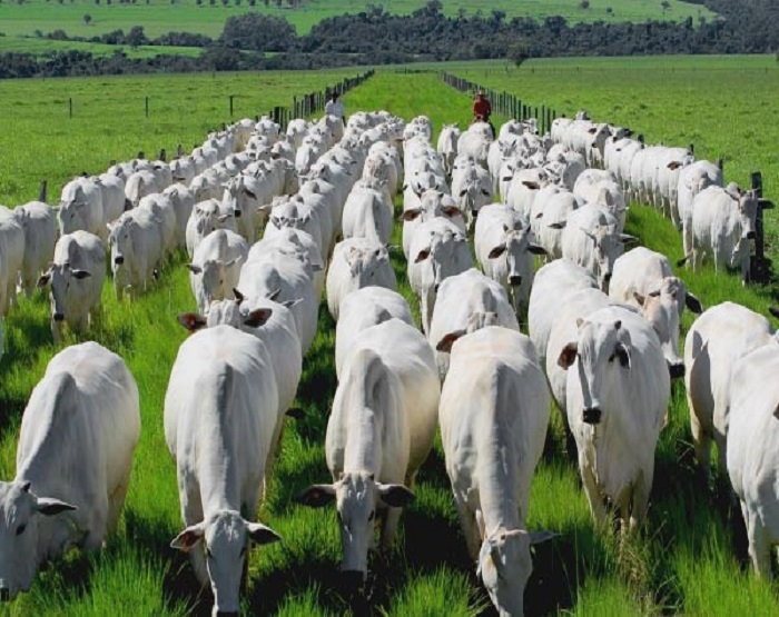 Rebanho brasileiro deve ficar em 234,67 milhões de animais em 2025
