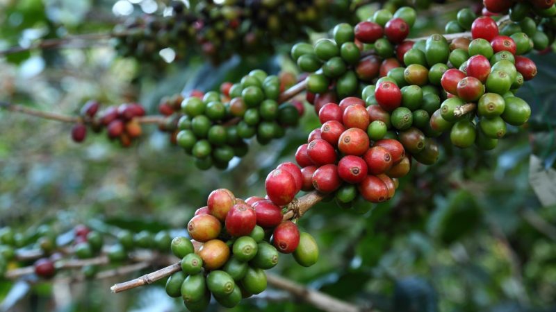 Robusta renova recorde e preço do arábica é o maior desde 1998