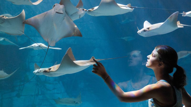 SeaWorld se reinventa após polêmicas sobre maus-tratos – 27/11/2024 – Turismo