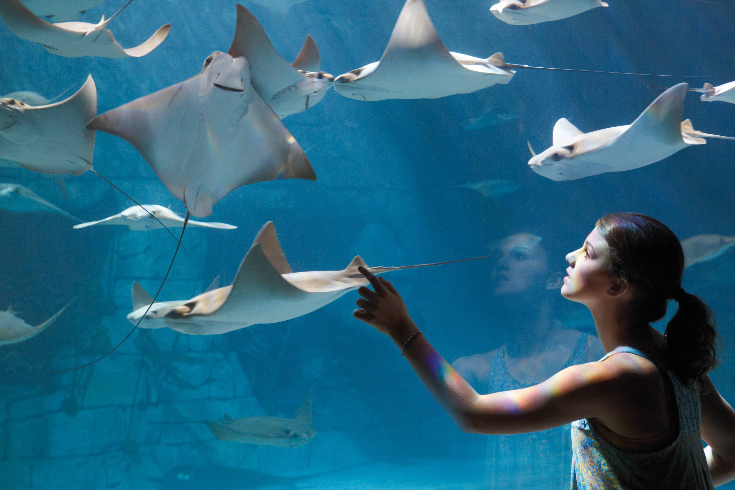 SeaWorld se reinventa após polêmicas sobre maus-tratos – 27/11/2024 – Turismo