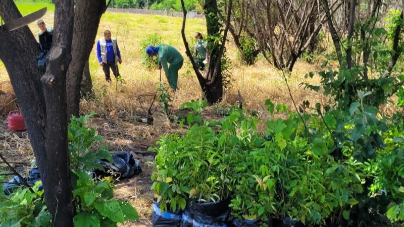 Começa plantio de mudas no futuro “Pomar da Mata Atlântica”, em Hortolândia – Jornal Aqui Paulínia