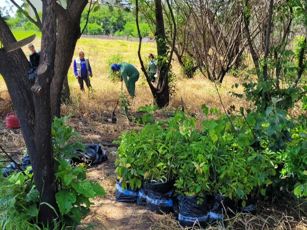 Começa plantio de mudas no futuro “Pomar da Mata Atlântica”, em Hortolândia – Jornal Aqui Paulínia