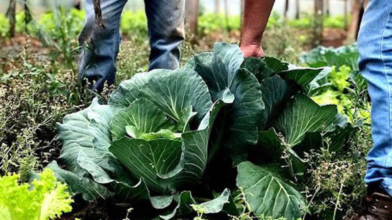 Lula sanciona lei que regulamenta o uso de bioinsumos agrícolas
