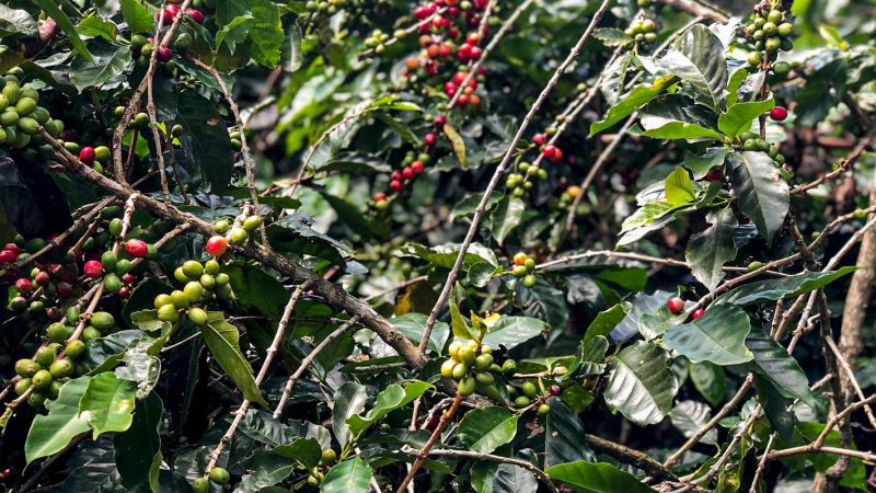 Safra de café deve crescer 2,7% e chegar a 56 milhões de sacas em 2025