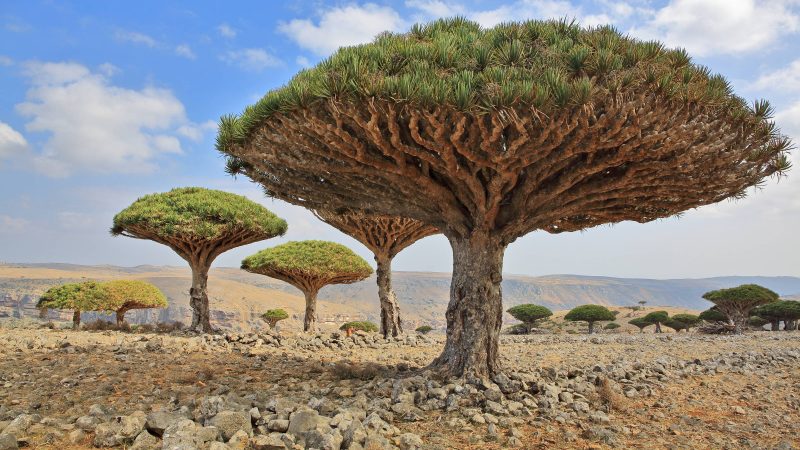 Ilha de Socotra, no Iêmen: o que visitar – 15/01/2025 – Turismo