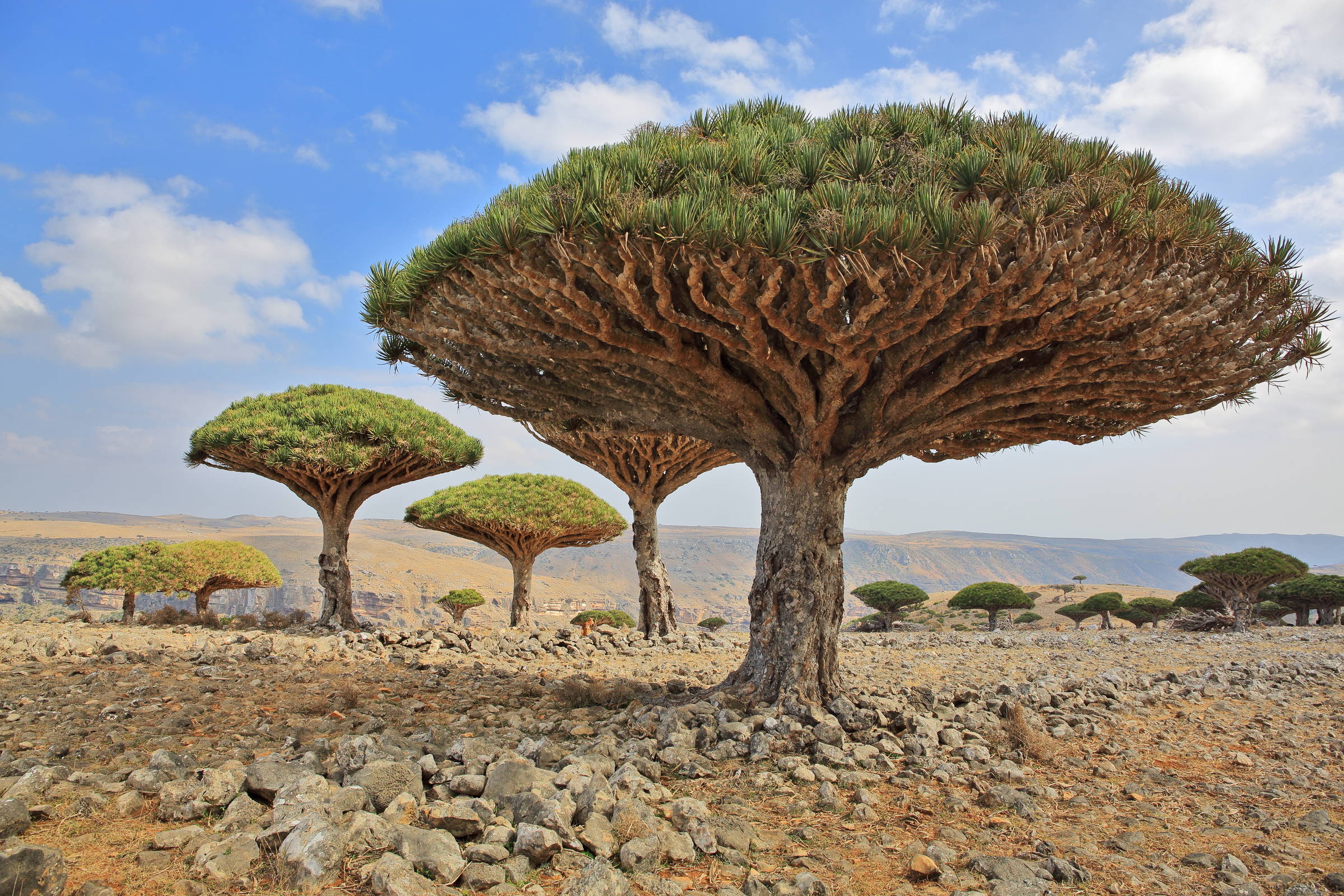 Ilha de Socotra, no Iêmen: o que visitar – 15/01/2025 – Turismo