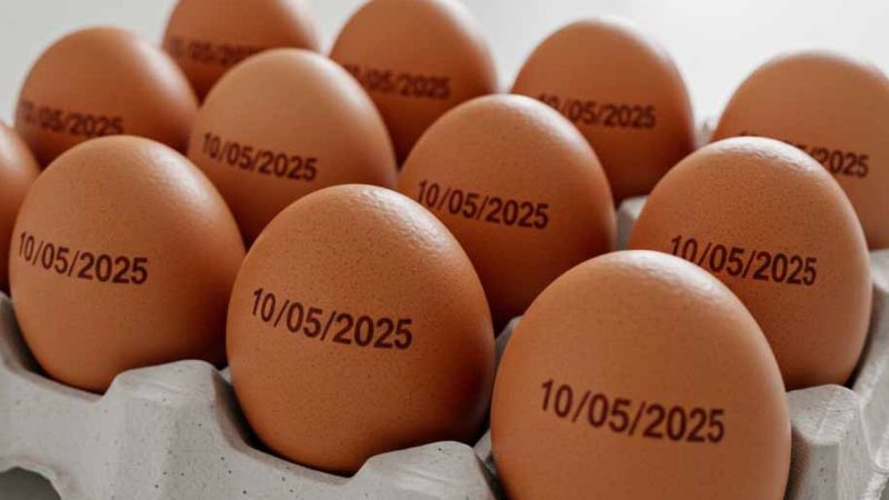 País tem recorde na produção de ovos, abate de bovinos, frango e porco