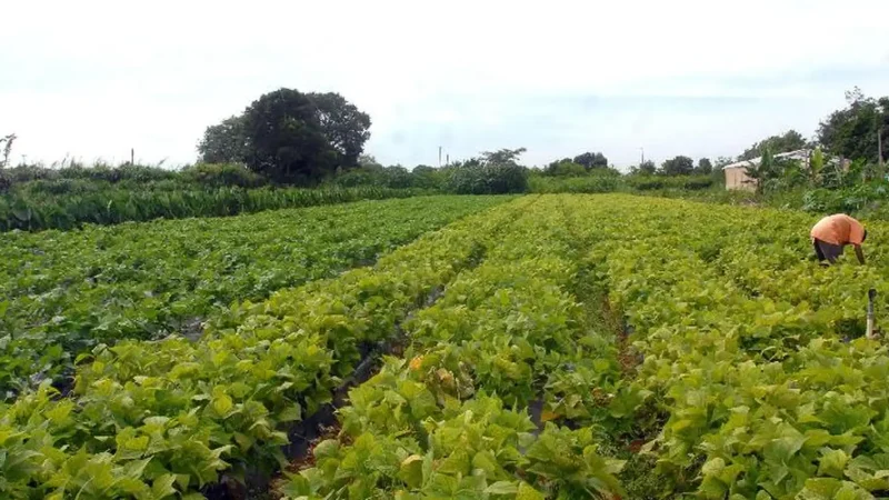 CMN prorroga parcelas de crédito rural a afetados por seca no Nordeste