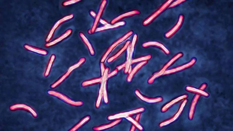 IA soluciona em dois dias questão sobre superbactérias – 25/02/2025 – Ciência