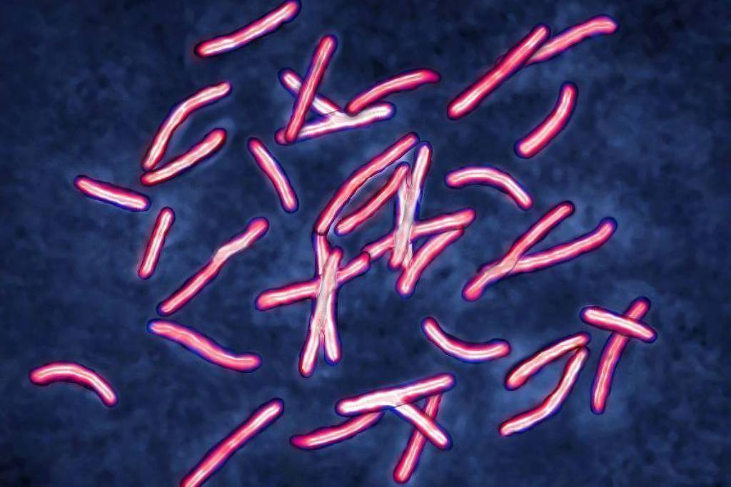 IA soluciona em dois dias questão sobre superbactérias – 25/02/2025 – Ciência