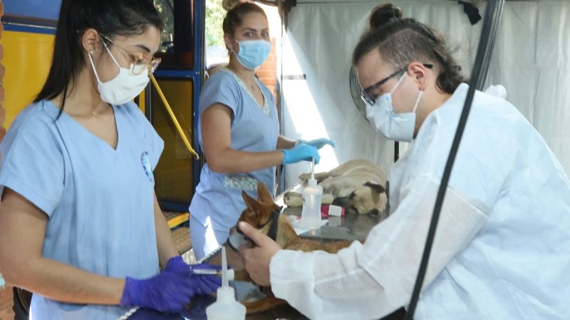 Programa de Castração abre mais 250 vagas em Paulínia – Jornal Aqui Paulínia