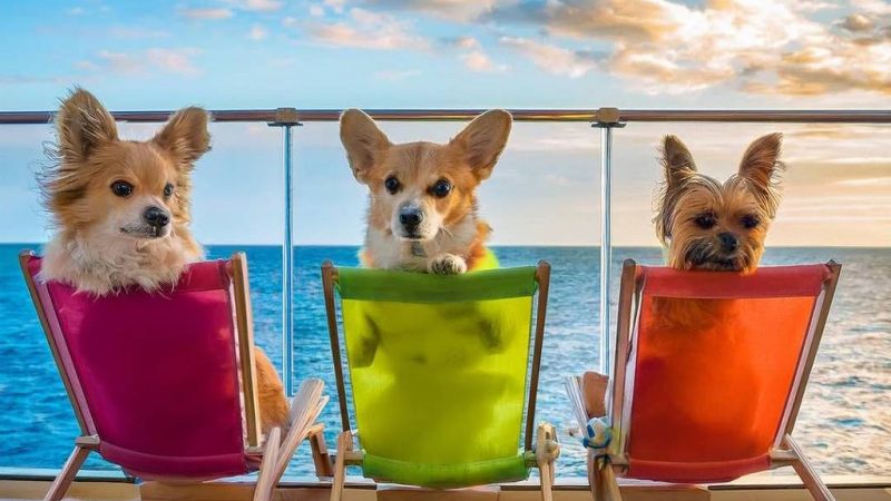Veja como será o primeiro cruzeiro para cachorros – 24/02/2025 – Turismo
