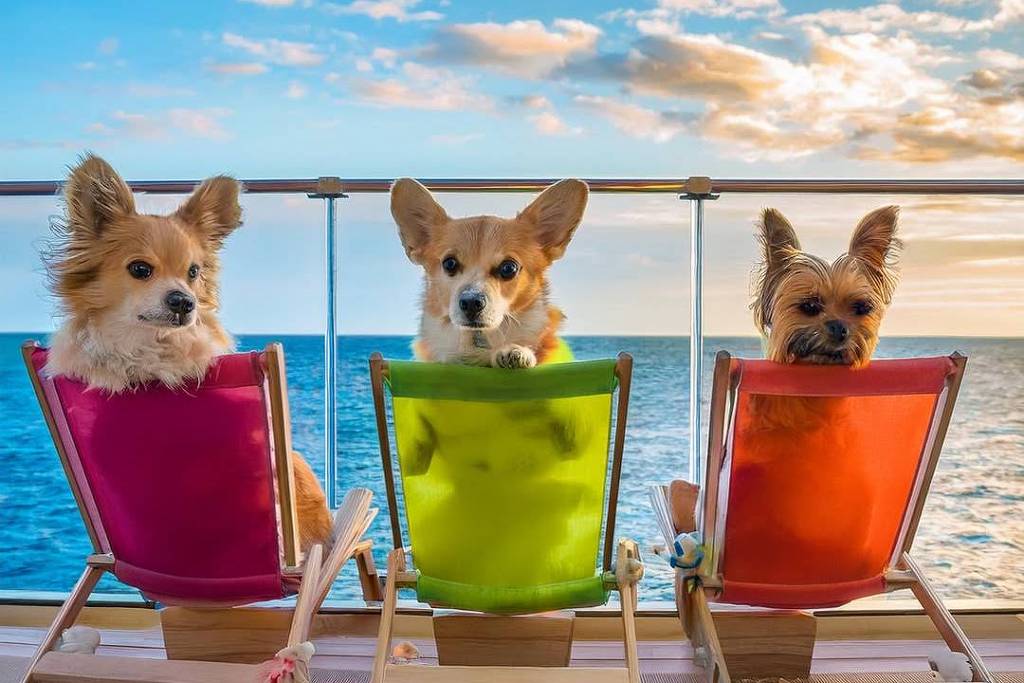 Veja como será o primeiro cruzeiro para cachorros – 24/02/2025 – Turismo