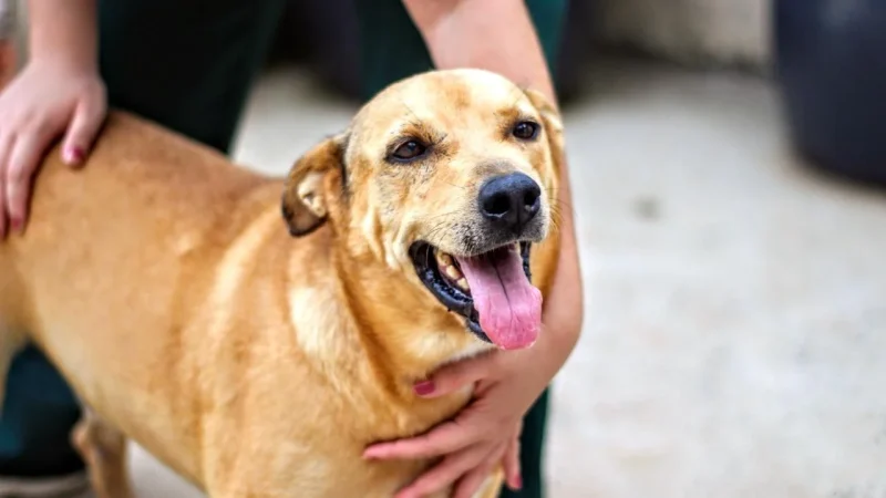 Zoonoses de Cosmópolis oferece adoção gratuita de cães e gatos – Prefeitura Municipal de Cosmópolis – Jornal Aqui Paulínia
