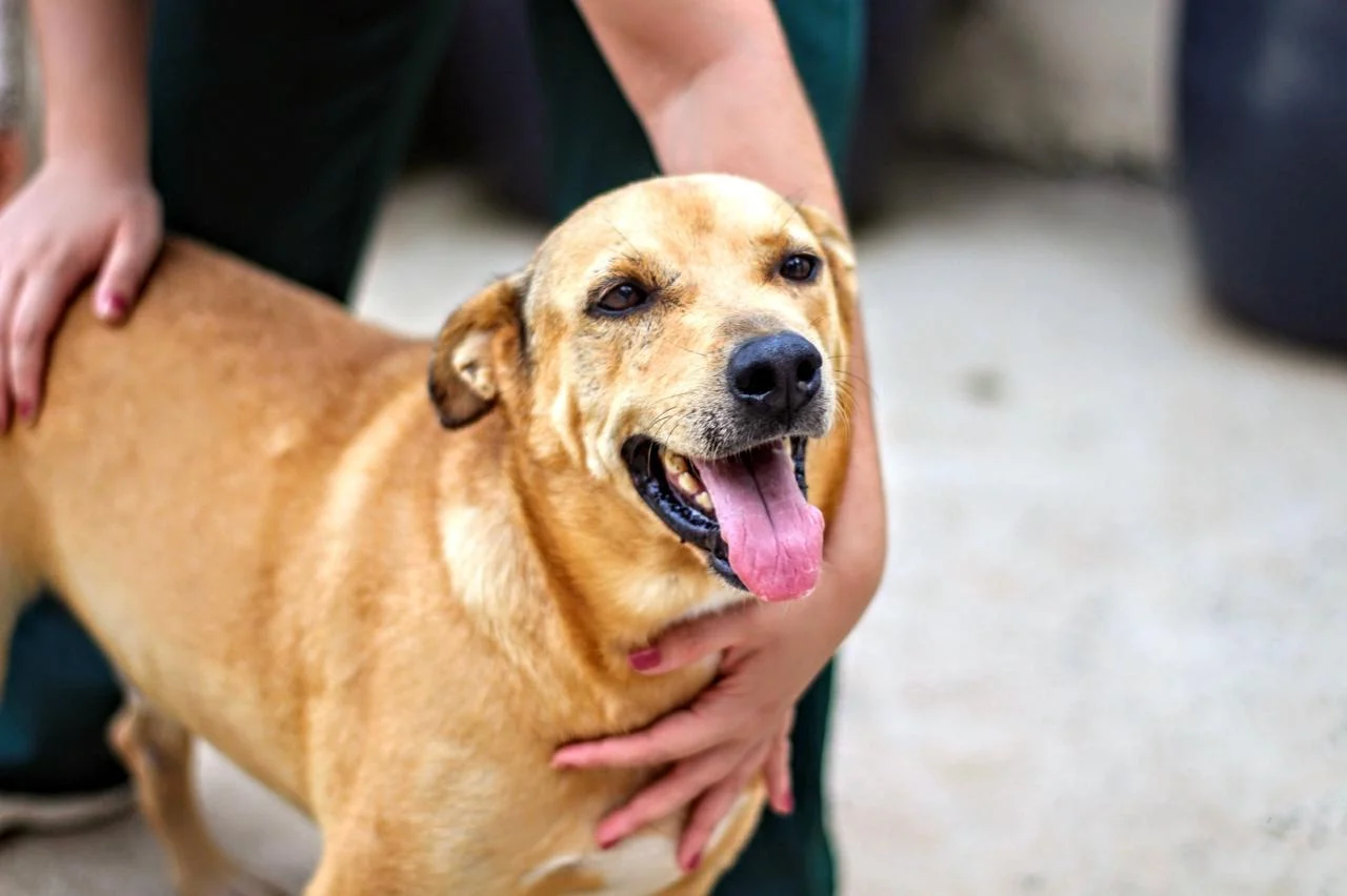 Zoonoses de Cosmópolis oferece adoção gratuita de cães e gatos – Prefeitura Municipal de Cosmópolis – Jornal Aqui Paulínia