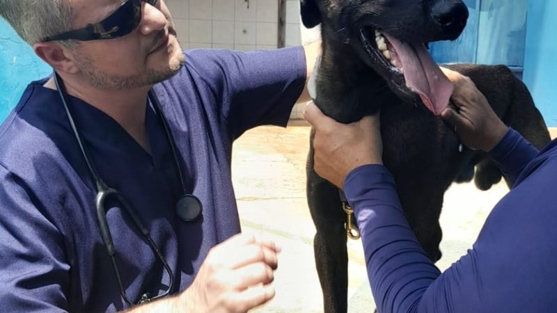 Bem-estar Animal de Sumaré destaca as principais ações realizadas no primeiro mês de gestão