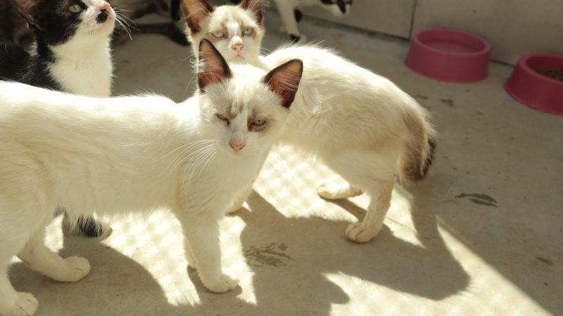 Feira Pet disponibilizará cães e gatos para adoção responsável – Jornal Aqui Paulínia