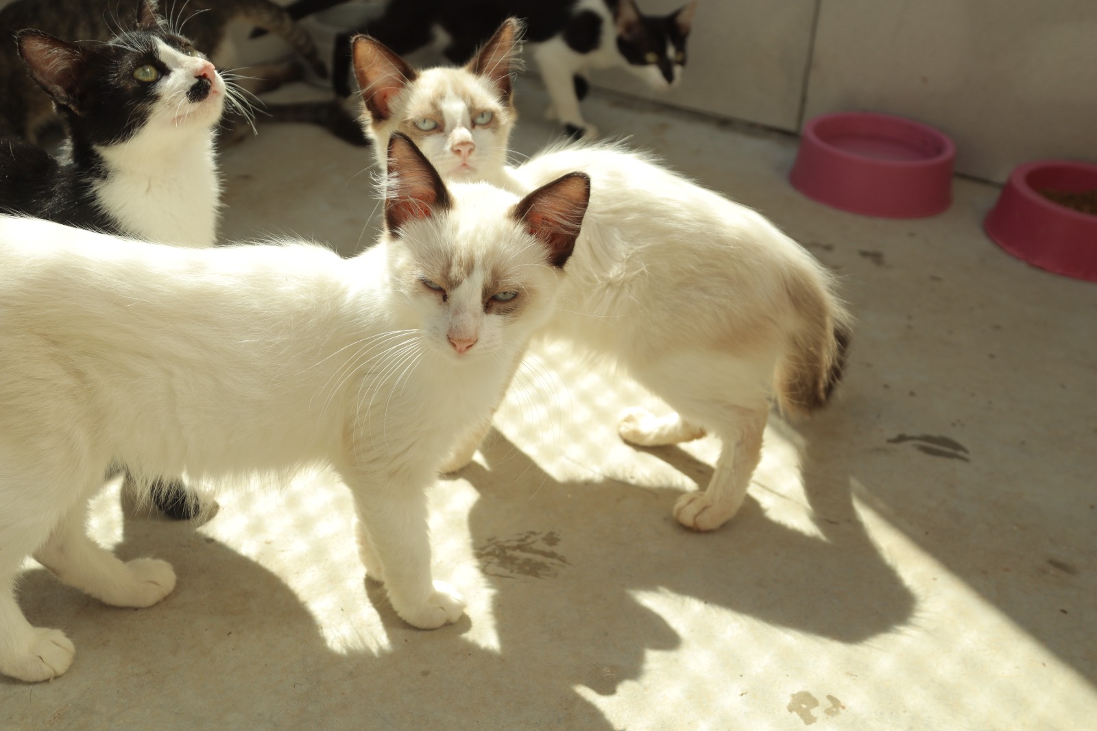 Feira Pet disponibilizará cães e gatos para adoção responsável – Jornal Aqui Paulínia