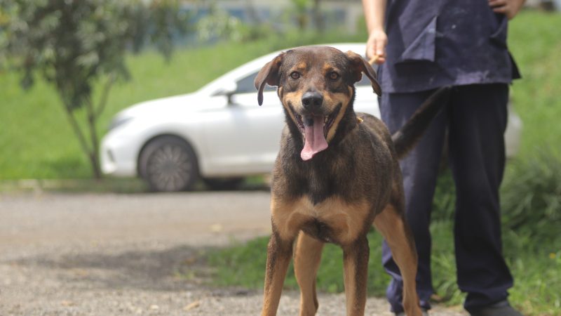 Feira de adoção responsável de pets é neste sábado (15/03) – Jornal Aqui Paulínia