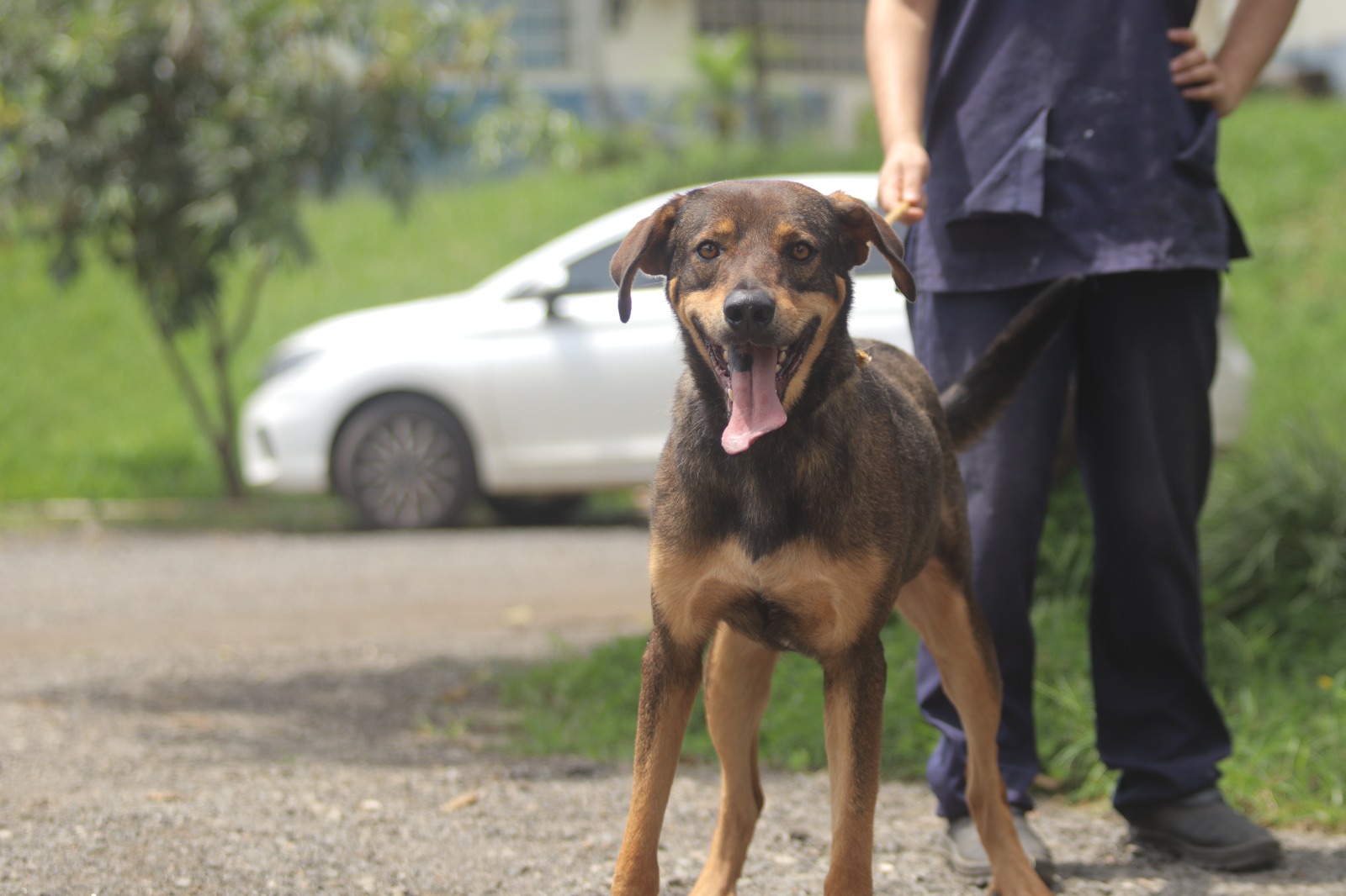 Feira de adoção responsável de pets é neste sábado (15/03) – Jornal Aqui Paulínia