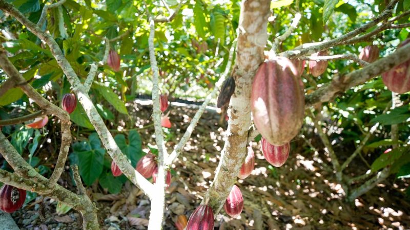 Fundo vai financiar pequenos agricultores de cacau na Bahia e no Pará