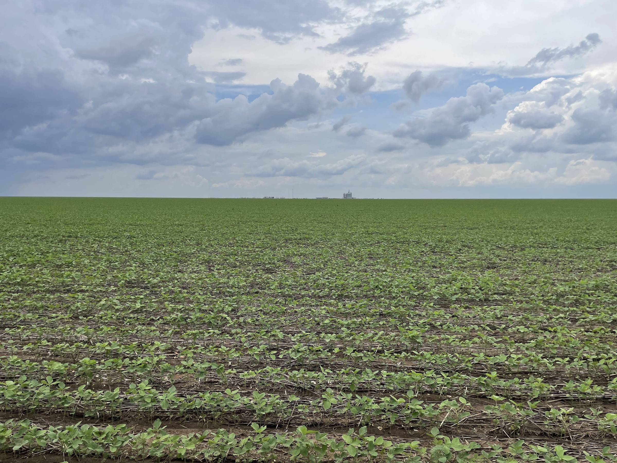 Inteligência artificial supera agrônomos no Matopiba – 21/04/2025 – Mercado