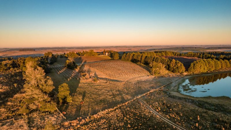 Campanha Gaúcha é o principal destino para o enoturismo – 01/07/2025 – Turismo